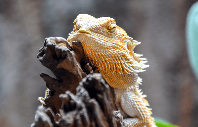 Amphibians vs. Reptiles: 7 Key Differences You Need to Know