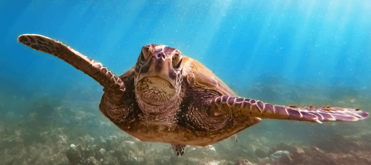 Amphibians vs. Reptiles: 7 Key Differences You Need to Know