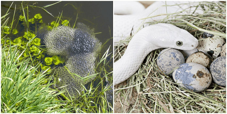 Amphibians vs. Reptiles: 7 Key Differences You Need to Know