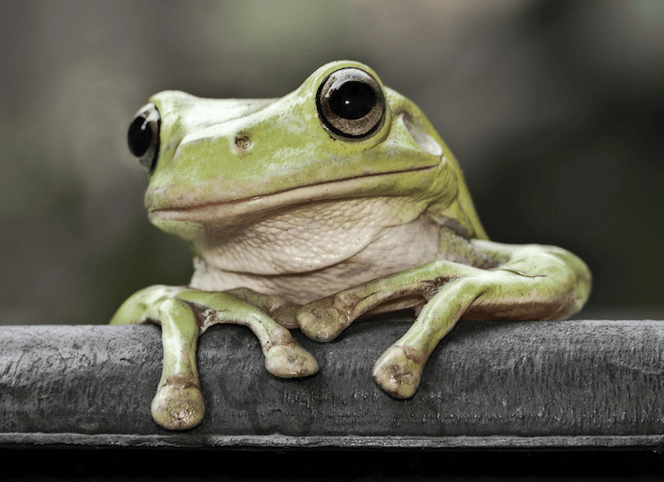 Amphibians vs. Reptiles: 7 Key Differences You Need to Know