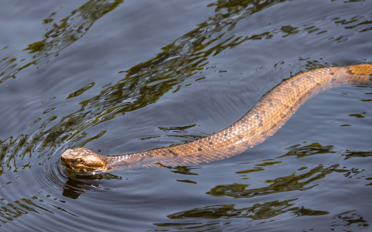 Amphibians vs. Reptiles: 7 Key Differences You Need to Know