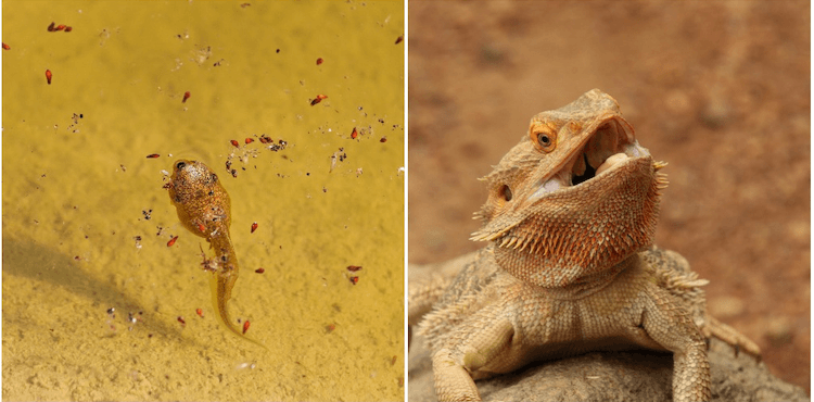 Amphibians vs. Reptiles: 7 Key Differences You Need to Know