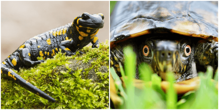 Amphibians vs. Reptiles: 7 Key Differences You Need to Know