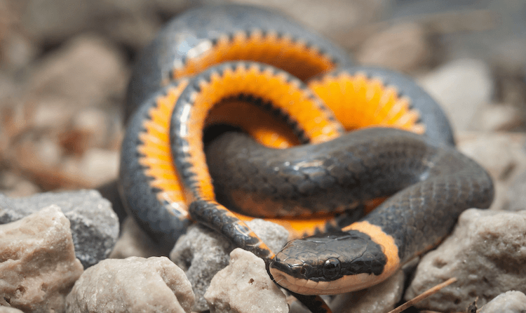 Discover the 1,000+ Best Snake Names for Your Reptile Companion