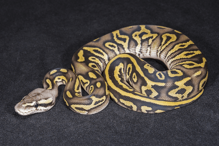 Discover the 1,000+ Best Snake Names for Your Reptile Companion
