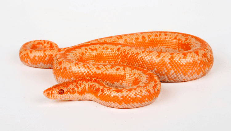 Discover the 1,000+ Best Snake Names for Your Reptile Companion