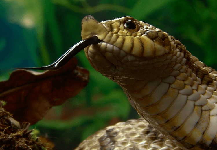 Discover the 1,000+ Best Snake Names for Your Reptile Companion