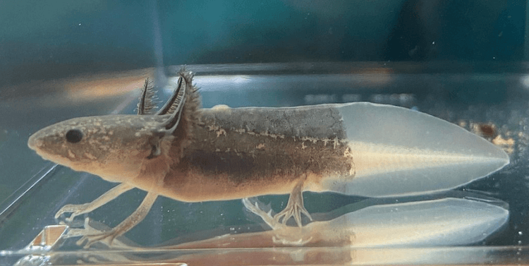 Discover 15+ Axolotl Colors: From Common to Rare Morphs