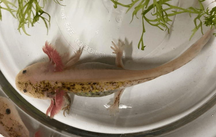 Discover 15+ Axolotl Colors: From Common to Rare Morphs