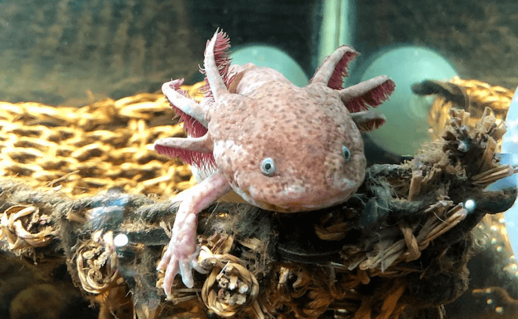 Discover 15+ Axolotl Colors: From Common to Rare Morphs