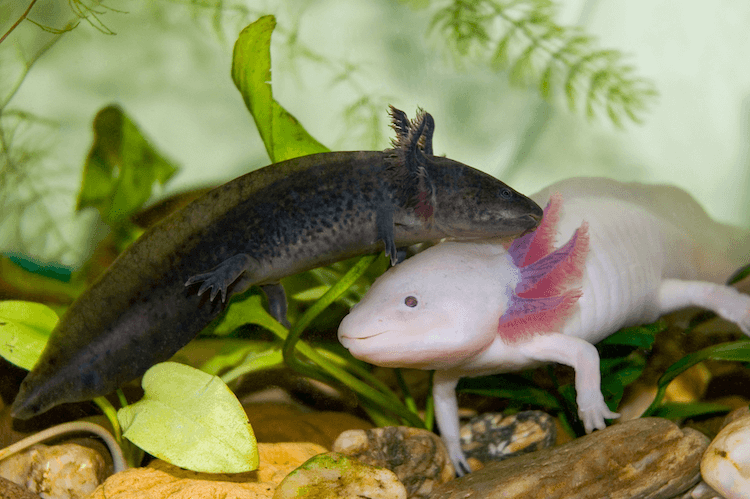 Discover 15+ Axolotl Colors: From Common to Rare Morphs