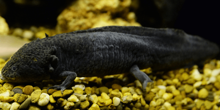 Discover 15+ Axolotl Colors: From Common to Rare Morphs