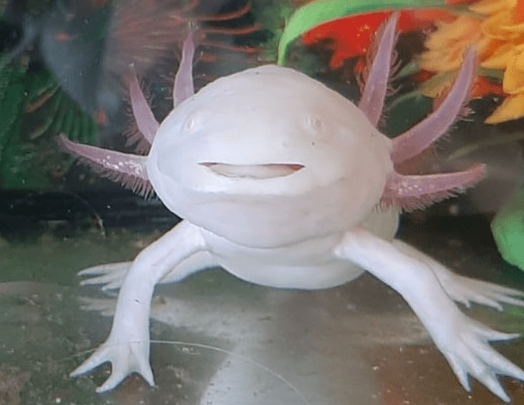 Discover 15+ Axolotl Colors: From Common to Rare Morphs