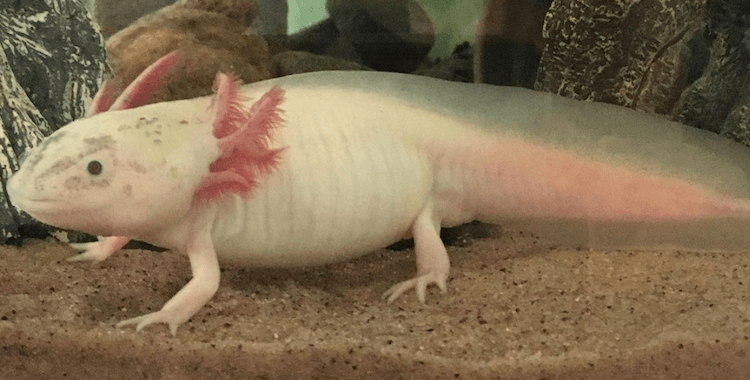 Discover 15+ Axolotl Colors: From Common to Rare Morphs