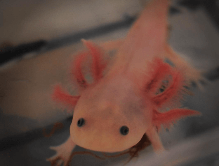 Discover 15+ Axolotl Colors: From Common to Rare Morphs