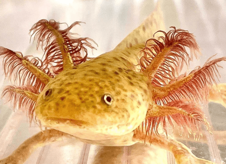 Discover 15+ Axolotl Colors: From Common to Rare Morphs