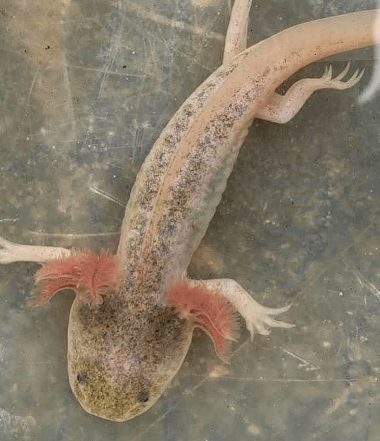 Discover 15+ Axolotl Colors: From Common to Rare Morphs