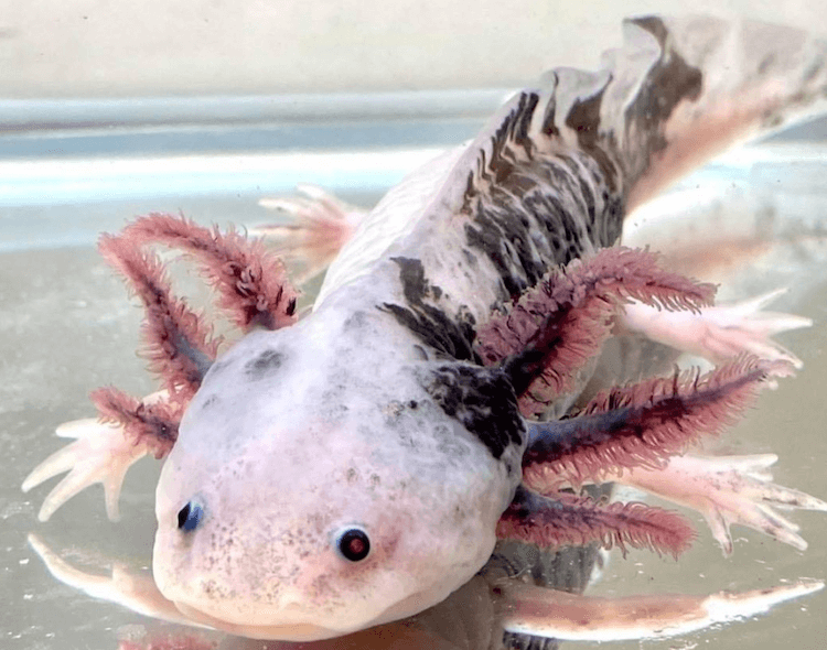 Discover 15+ Axolotl Colors: From Common to Rare Morphs