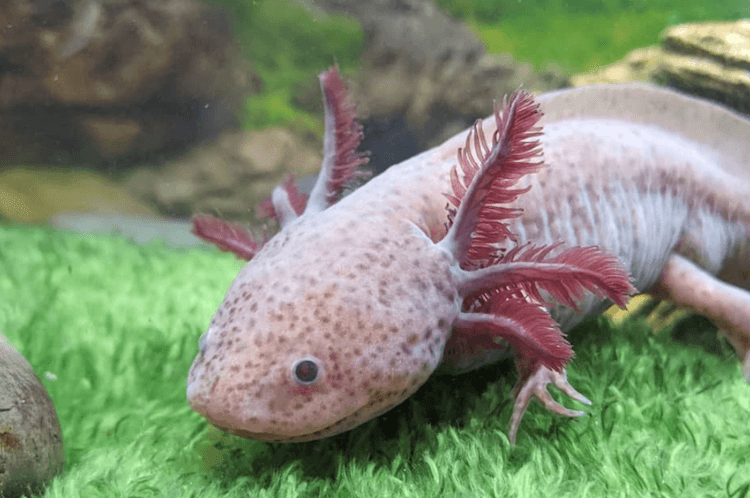 Discover 15+ Axolotl Colors: From Common to Rare Morphs