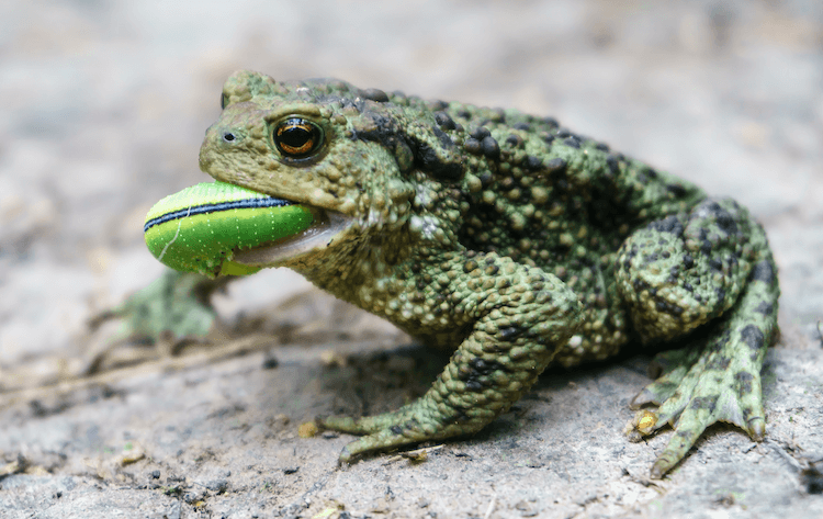 What Toads Eat: A Complete Feeding Guide & Food Chart