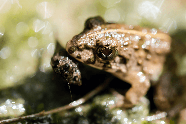 What Toads Eat: A Complete Feeding Guide & Food Chart