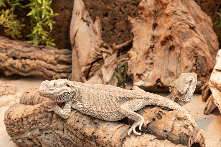 Bearded Dragon Growth: Size by Age & Expected Adult Dimensions