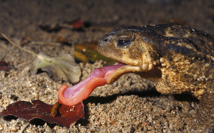 What Toads Eat: A Complete Feeding Guide & Food Chart
