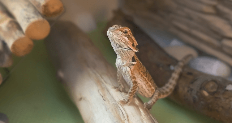 Bearded Dragon Growth: Size by Age & Expected Adult Dimensions