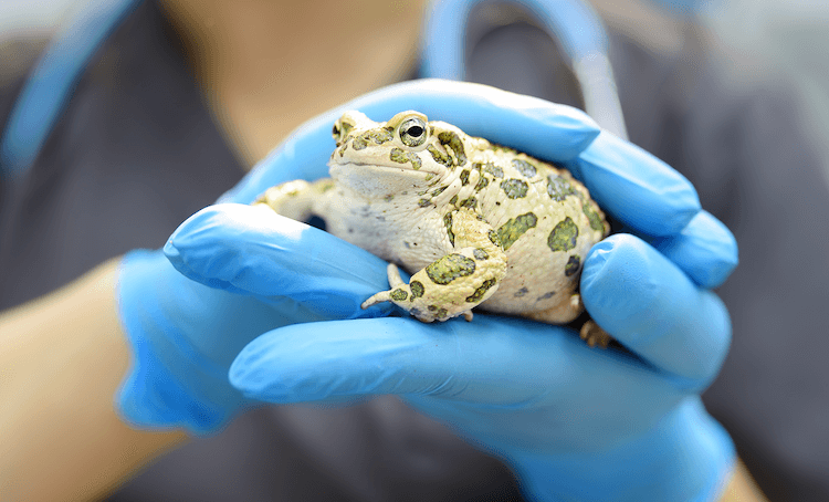 What Toads Eat: A Complete Feeding Guide & Food Chart
