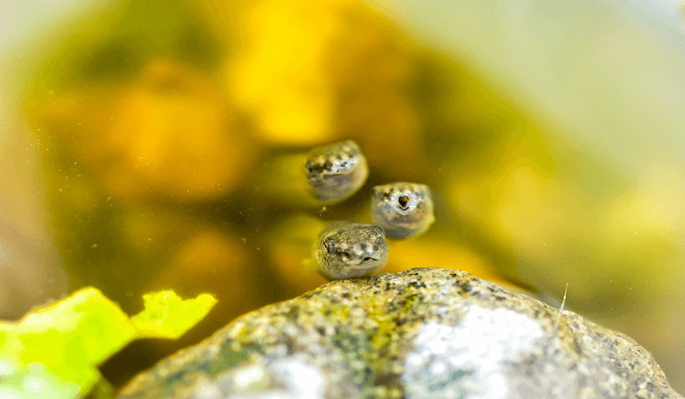 What Toads Eat: A Complete Feeding Guide & Food Chart