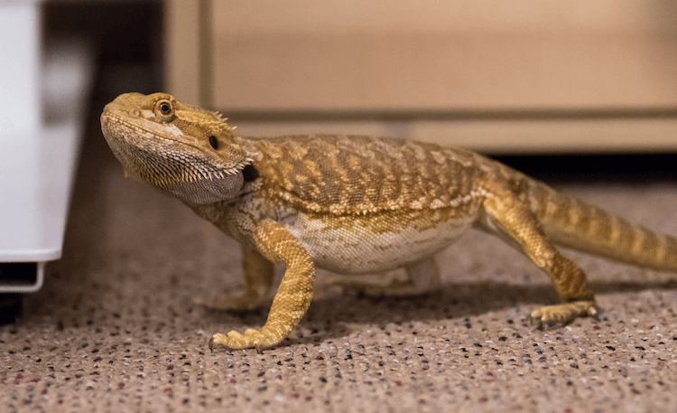 Bearded Dragon Growth: Size by Age & Expected Adult Dimensions