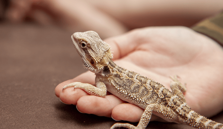 Bearded Dragon Growth: Size by Age & Expected Adult Dimensions