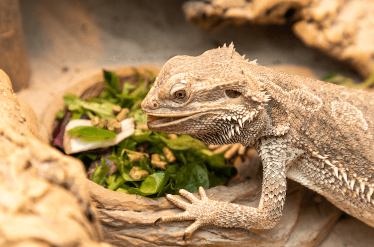 Bearded Dragon Growth: Size by Age & Expected Adult Dimensions