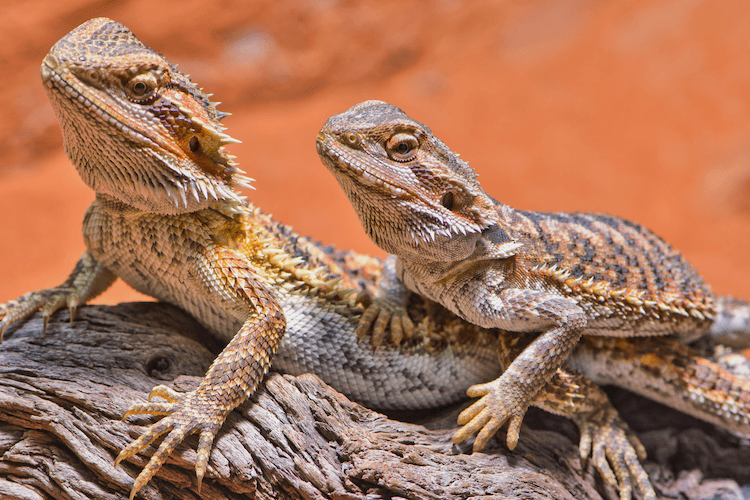 Bearded Dragon Growth: Size by Age & Expected Adult Dimensions