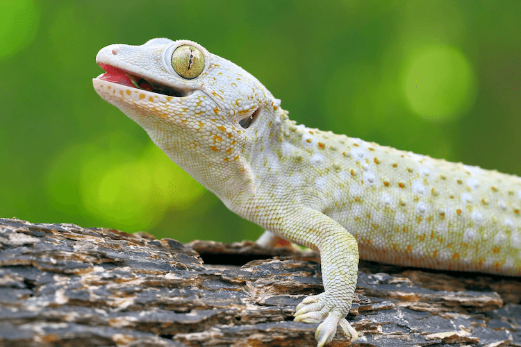 The Ultimate Guide: 1,000+ Creative Lizard Names for Your Reptile