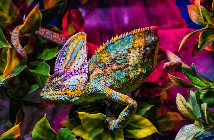 The Ultimate Guide: 1,000+ Creative Lizard Names for Your Reptile