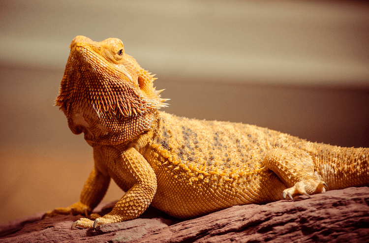 The Ultimate Guide: 1,000+ Creative Lizard Names for Your Reptile