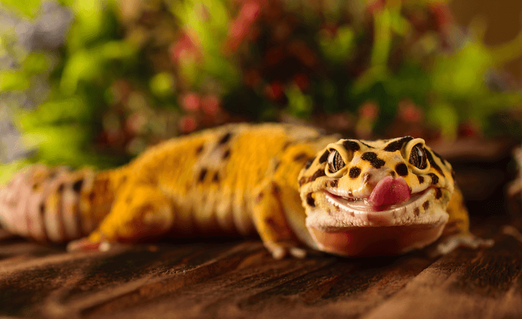 The Ultimate Guide: 1,000+ Creative Lizard Names for Your Reptile