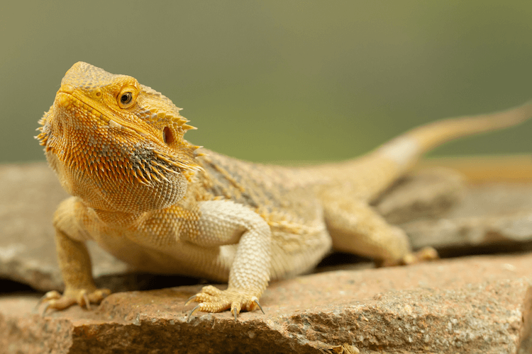Bearded Dragon Costs: Prices, Species & Ownership Guide