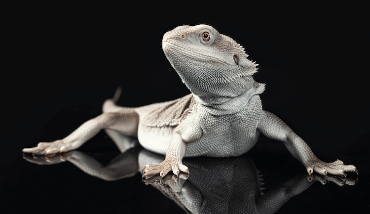 Bearded Dragon Costs: Prices, Species & Ownership Guide