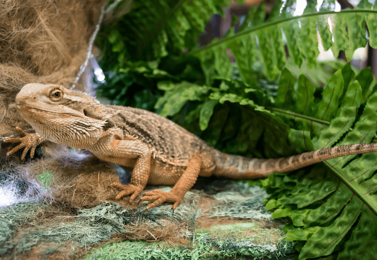 Bearded Dragon Costs: Prices, Species & Ownership Guide