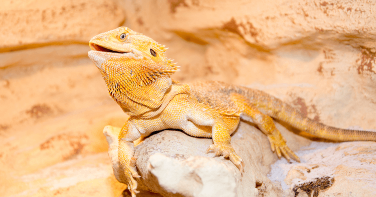 Bearded Dragon Costs: Prices, Species & Ownership Guide