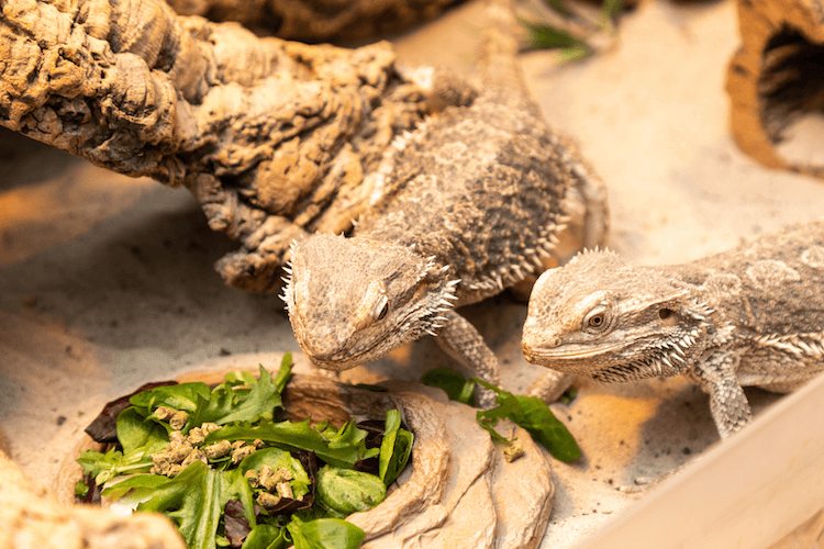 Bearded Dragon Costs: Prices, Species & Ownership Guide