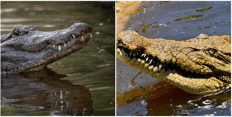 Alligator vs. Crocodile: 10 Key Differences Explained
