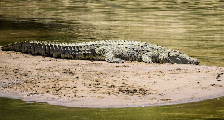 Alligator vs. Crocodile: 10 Key Differences Explained