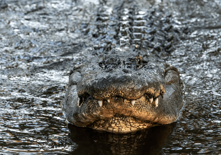 Alligator vs. Crocodile: 10 Key Differences Explained
