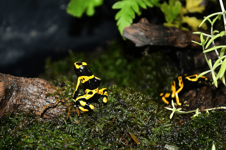500+ Popular Frog Names to Choose From – Find the Perfect Name for Your Amphibian Friend