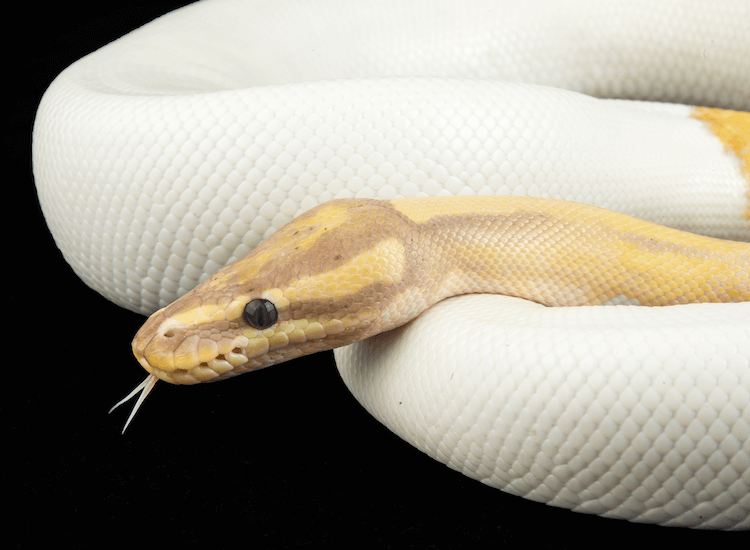 Comprehensive Guide to Banana Ball Python Care, Colors, Morphs, Size & Price