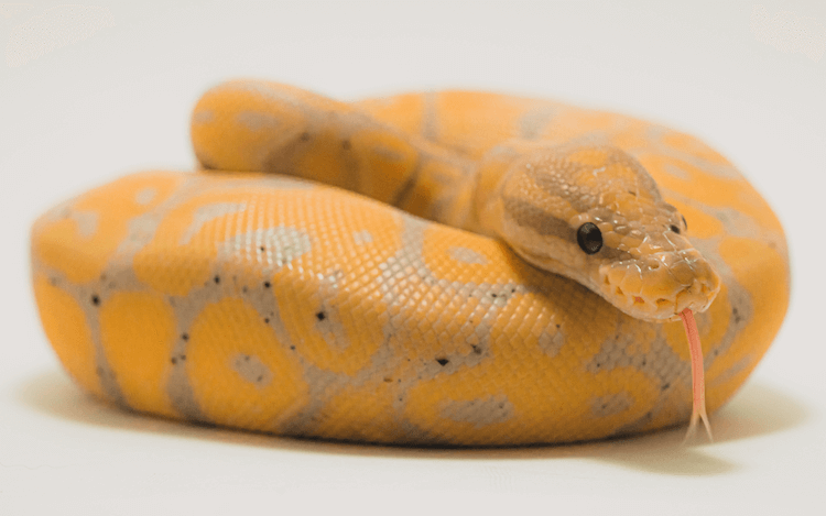 Comprehensive Guide to Banana Ball Python Care, Colors, Morphs, Size & Price
