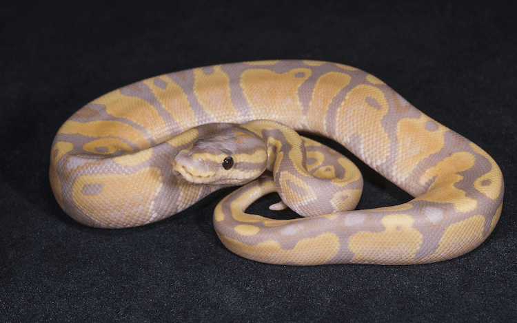 Comprehensive Guide to Banana Ball Python Care, Colors, Morphs, Size & Price